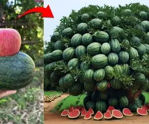 کشاورزی نوین؛ رو درخت سیب هندوانه پیوند زدن شده یک درخت تنومند که هندوانه ازش آویزونه