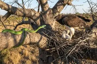 شاهکار حیات وحش؛ مار سبز به شکمش صابون جوجه عقاب زده بود که گیر مادرش افتاد