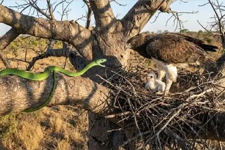 شاهکار حیات وحش؛ مار سبز به شکمش صابون جوجه عقاب زده بود که گیر مادرش افتاد