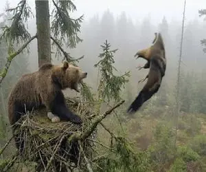 مستند حیات وحش؛ خرس یورش میبره به لونه عقاب پرتش کنه بیرون تخماشو بلمبونه