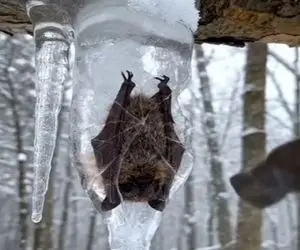 معماری طبیعت؛ خفاش کله پا رو درخت یخ بسته از سرما ولی زنده اس پلک میزنه