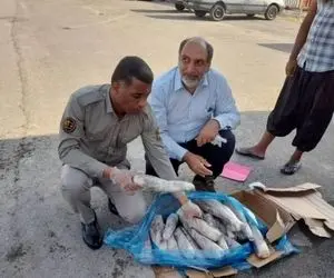 ماجرای کشف محموله 8 هزارتایی زبان گراز و گوساله چیست؟