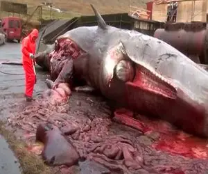 صحنه دهشتناک؛ نهنگ غول رو آوردن ساحل از ترس باد کرد اعضا و جوارحش ریخت بیرون