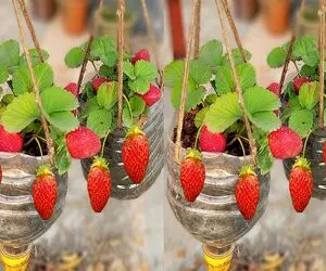 ایده‌های دیوانه‌وار؛ با یه بطری و یه مشت خاک میتونی یه جنگل توت فرنگی داشته باشی 
