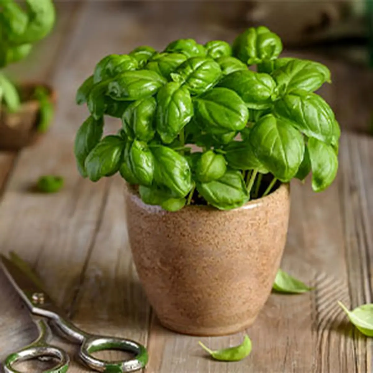 Planting-basil-at-home