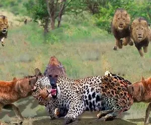 بدایع حیات وحش؛ کفتار سفاک بعد یه کشتی خفن با پلنگ چش قشنگه مثله اش کرد بلعید