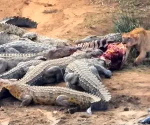 مستند حیات وحش؛ نبرد دیوانه‌وار شیرها و 12 کروکودیل بر سر گورخر
