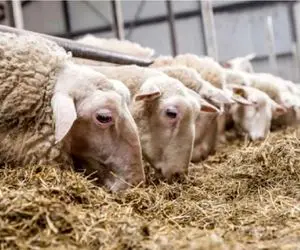 (جدول) قیمت دام زنده امروز ۱۳ آذر ۱۴۰۳/ گوساله زنده در خراسان رضوی ارزان ماند 