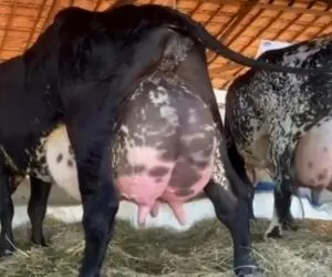 فرآوری گاو؛ گاو هایی پرورش دادن عضلانی از بس شیرشون زیاده موقع راه رفتن تلوتلو میخورن