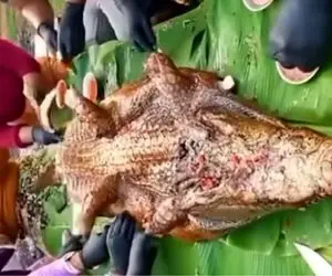 غذا چندش؛ پولک تمساح کندن جا دل روده مخلفات ریختن تا مزه سگ نده خیلی فان کباب کردنش