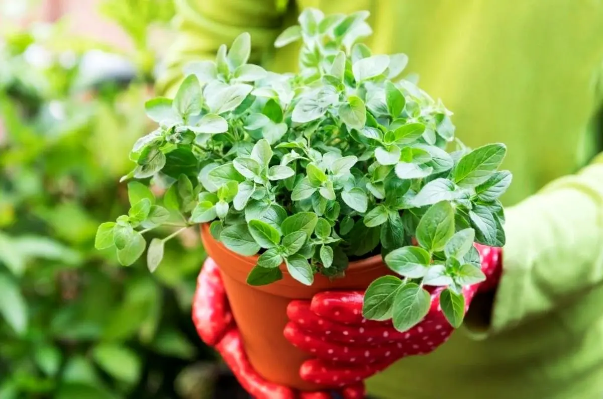 کاشت سبزی در گلدان