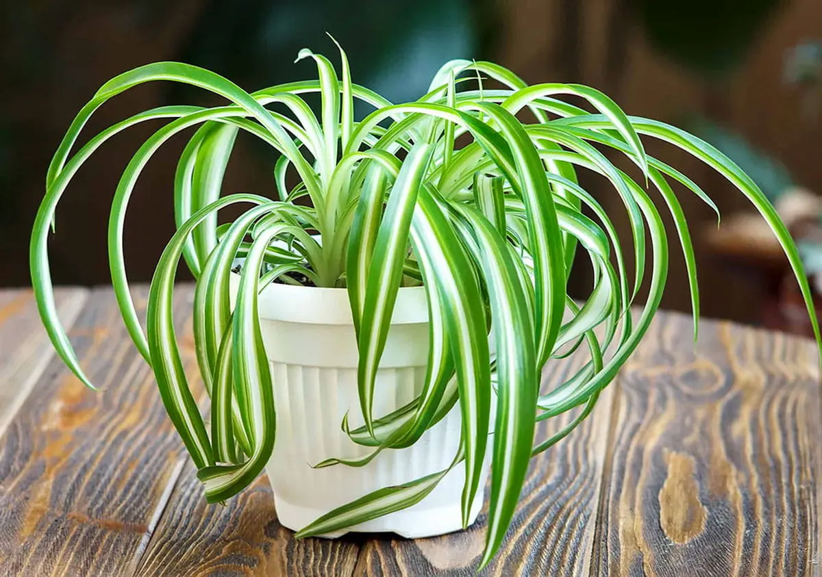 spider-plant