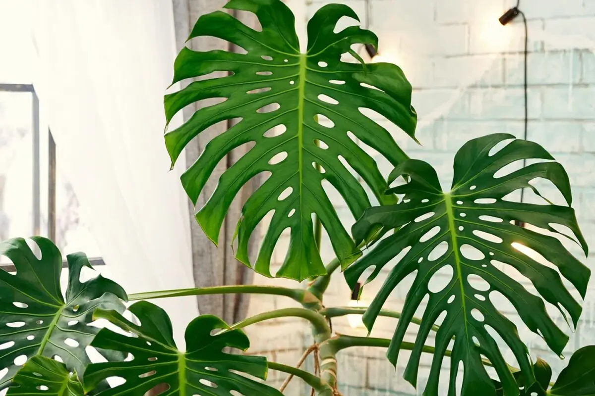 monstera-prop-2