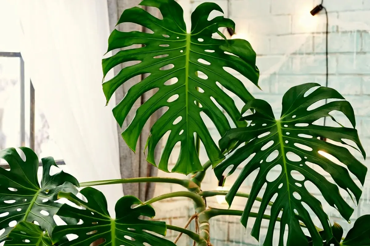 monstera-prop-2