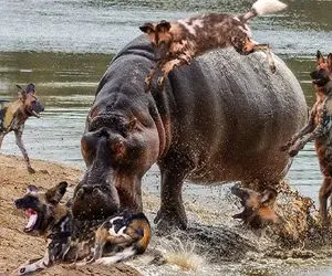 شاهکار حیات وحش؛ کفتارای لاشخور به اسب آبی شبیخون زدن اونم با دندون پارشون کرد