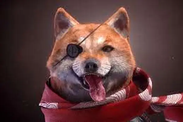 SHIBAINU