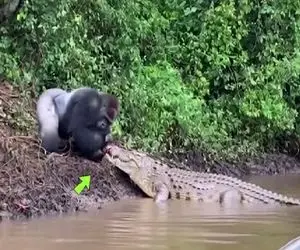 جذابیت حیات وحش؛ نبرد زور و آرواره میان گوریل دد و تمساح برای بقا
