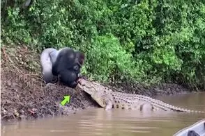 جذابیت حیات وحش؛ نبرد زور و آرواره میان گوریل دد و تمساح برای بقا