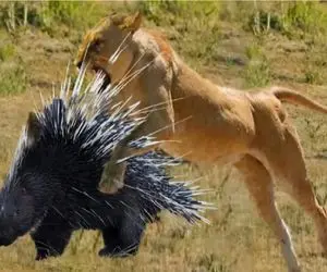 مستند حیات وحش/ شیر فکر کرد جوجه تیغی راحت الحلقومه زخم خورد