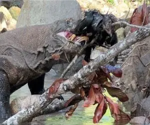 مستند حات وحش؛ سیل مرغ انداخت تو رودخونه که کومودو بخورَش!