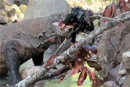 مستند حات وحش؛ سیل مرغ انداخت تو رودخونه که کومودو بخورَش!