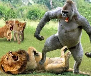 از جذابیت‌های حیات وحش؛ شیر هم انقدر ریقو از یه گوریل بچه ننه شکست خورد