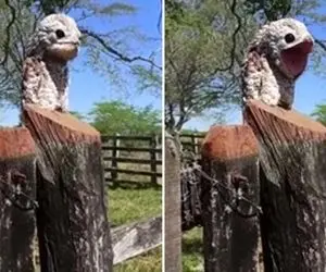 (عکس) این پرنده عجیب و سنگی شکل را دیده اید؟