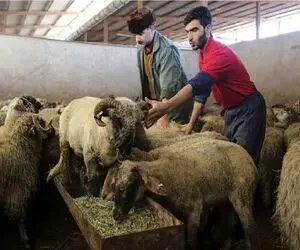 قیمت دام زنده امروز ۳۰ خرداد ۱۴۰۵ + جدول