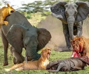 مستند حیات وحش؛ فیل؛ شیر کودک آزار
