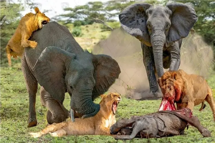 مستند حیات وحش؛ فیل؛ شیر کودک آزار