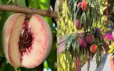 از هسته تا درخت؛ آموزش کاشت هسته هلو در گلدان با تمام جزئیات/ با یک هسته، یک درخت بساز