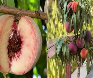 از هسته تا درخت؛ آموزش کاشت هسته هلو در گلدان با تمام جزئیات/ با یک هسته، یک درخت بساز