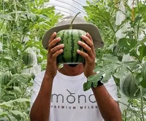 محصولات کشاورزی نوین؛ پرورش هندوانه به صورت مکعب و مینیاتوری که کلی خاطر خواه داره