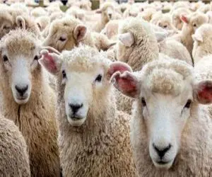 قیمت دام زنده امروز 12 خرداد ۱۴۰۴ + جدول