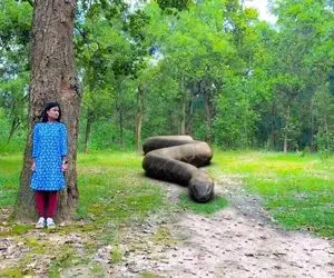 مستند حیات وحش؛ حمله مار وحشی به دختر روستایی در جنگل