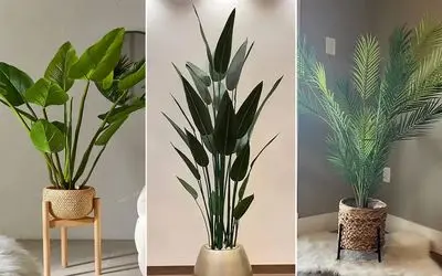 گیاهان آپارتمانی با دوام در برابر نور کم مختص خونه های تاریک و خفه؛ مناسب هر 4 فصل