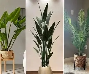 گیاهان آپارتمانی با دوام در برابر نور کم مختص خونه های تاریک و خفه؛ مناسب هر 4 فصل