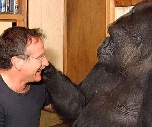 راز بقا؛ گوریلی به نام کوکو که به زبان انسان صحبت می‌کرد 