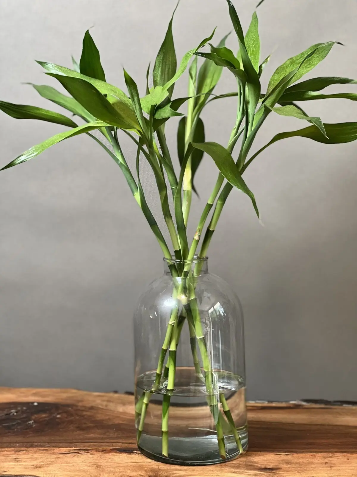 چه گیاهی برای چشم زخم خوب است