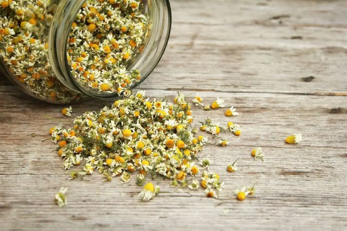۱۰ چایی که به شما در کاهش وزن کمک کنند