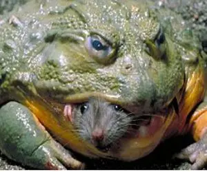 از جذابیت‌های حیات وحش؛ موش میاد فرار کنه صاف میپره تو حلق قورباغه 