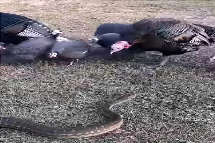 مستند حیات وحش؛ بوقلمون مار رو حساب نمیکنه اصلا