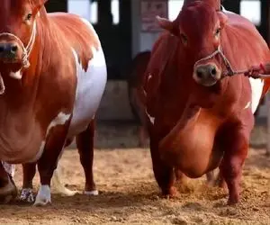 گاوهای بارونکردنی؛ اینا از بس پوستشون خوشگله انگار دکتر پوست ویزیتشون میکنه