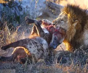 جذابیت حیات وحش / کفتار در درگیری با حیوان درنده زخمی شد جانش را به پلنگ داد