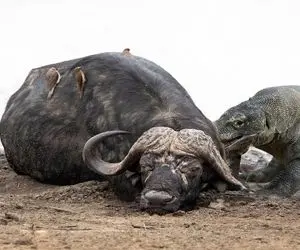 از جذابیت های حیات وحش؛ شاخ بوفالو نزدیک بره تو حلق کومودو جلاد خون فواره بزنه