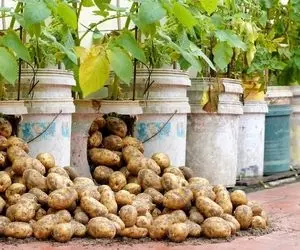 کشاورزی خلاقانه؛ تو سطل های پلاستیکی سیب زمینی بکارید خروار خروار محصول میده