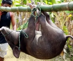 کباب خوک؛ گشنه ها خوک سیاه که چشاش پر وحشت بودو زنده جز دادن بعد پخت شکمشو خالی کردن