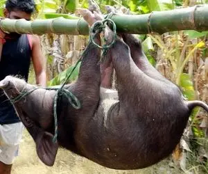 کباب خوک؛ گشنه ها خوک سیاه که چشاش پر وحشت بودو زنده جز دادن بعد پخت شکمشو خالی کردن