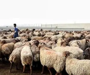 قیمت دام زنده امروز ۱۷ دی 1404 + جدول