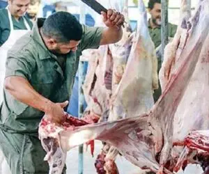 (جدول) قیمت دام زنده امروز ۴ مهر ۱۴۰۳ / درجا زدن های بازار ادامه دارد